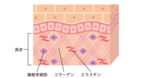線維芽細胞とは?お肌のハリと弾力を保つエイジングケアの秘密兵器!